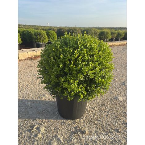 MYRTUS COMMUNIS COMPACTA PALLA 40