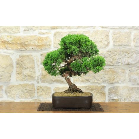 Bonsai di Ginepro Kishu (136) (1/5)
