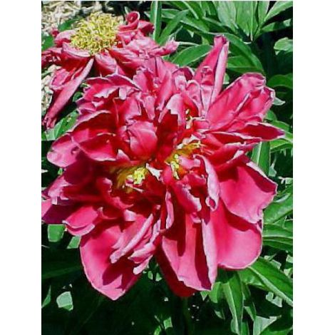 Pivoine de Chine 'Karl Rosenfield' Pot de 3L/4L (1/2)