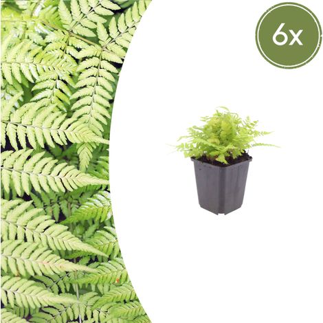Fougère mâle Dryopteris filix-mas Plante vivace d'extérieur ombre feuillage vert Lot de 6 (1/5)