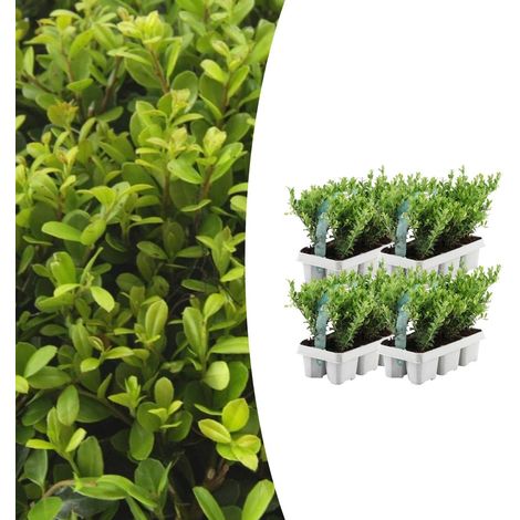 Lot de 24 Ilex crenata 'Jenny' Houx du Japon Arbuste Persistant pour Haie et Topiaire Ø7 cm H15 cm - PANGIVO (1/5)