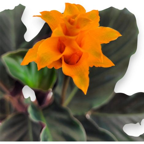 Gardenaria Calathea crocata 'Tassmania' - Pianta da interno ornamentale - Altezza: 40 cm (vaso 14)