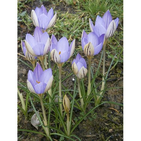 Crocus 'De Jager' Bulbe calibre 5+ (par 3) (1/2)