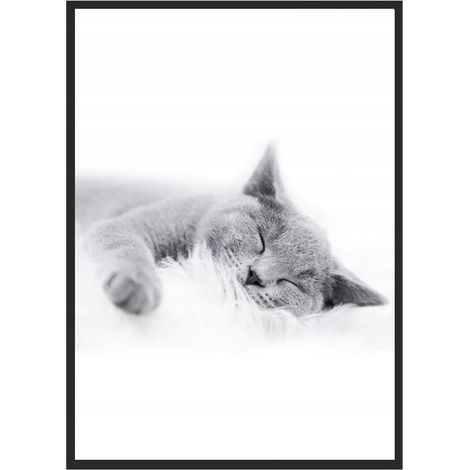 Bild, Poster im Rahmen 73x53 cm Katze P502 (1/4)