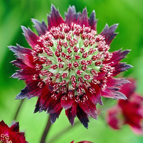 4 x Grande Astrance 'Moulin Rouge'® - godet 9x9 cm (1/4)
