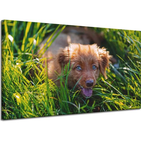 Leinwanddruck Tiere Hund im Gras 120x70 cm
