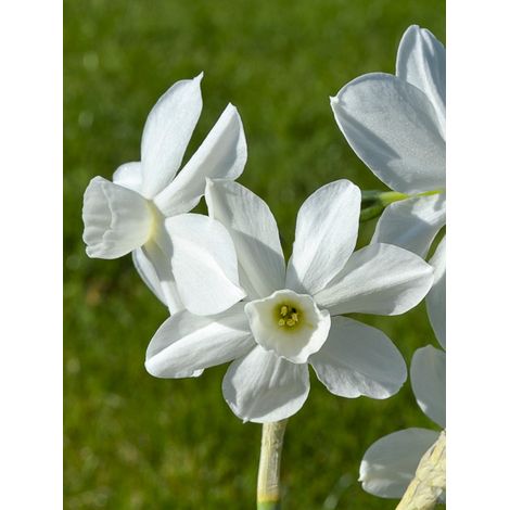 Narcisse multiflore 'Petrel' Bulbe calibre 12+ (par 10) (1/2)