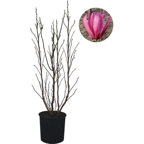 Magnolia Susan - Magnolia da Fiore - Pianta Vera da Esterno Fiorita - Albero da Giardino Balcone Terrazzo - H 100-125 cm Vaso Ø 30 cm