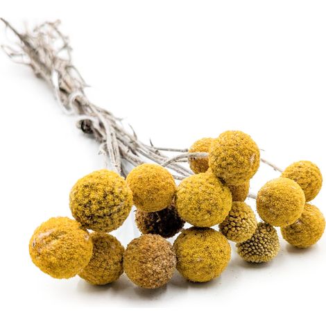 Craspedia seca (Craspedia Natural Extra) - Amarilla - ramo de 15 (1/5)