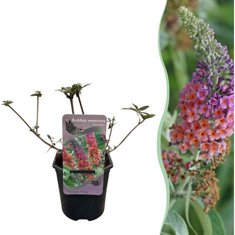 Arbre aux Papillons Buddleja davidii Flower Power Fleurs Orange et Violet 1 Plante Pot 17 cm - PANGIVO (1/5)