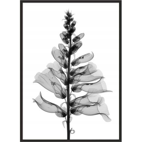 Póster con marco 53x73 cm Flor P1032 (1/4)