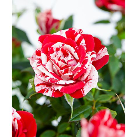ROSA PARADE GIGI VASO 10.5CM (1/3)