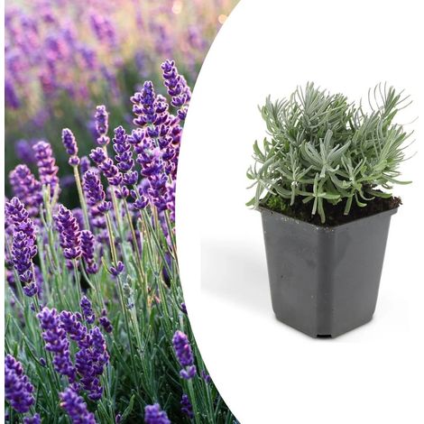 Lavanda "Lavandula angustifolia officinalis" 6 piante in vaso ø9 cm