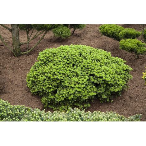 Koreatanne 'Brillant' Abies koreana 'Brillant' C 3 20-  25