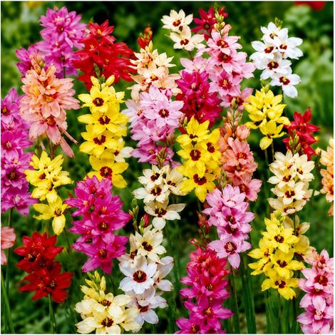 Ixia en mélange Sgaravatti 30 bulbes, floraison colorée et légère idéale pour massifs et bouquets - 618060 (1/3)