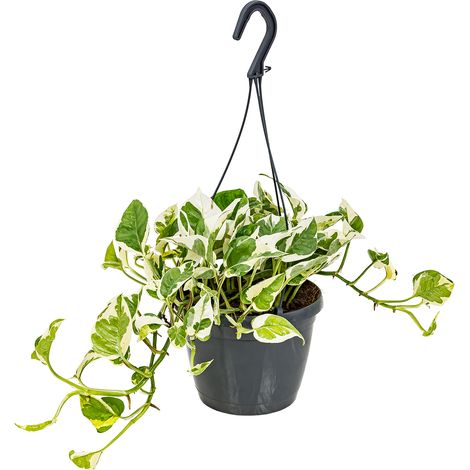 Bloomique - Scindapsus N-Joy - Lierre du Diable - Plante suspendue - Convient également comme plante grimpante - Plante d’intérieur - Dépolluante - Facile d’entretien - Hauteur 20-30 cm - Pot 15 cm