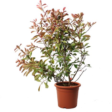 Photinia × Fraseri 'Pink Marble' - Pianta di Fotinia - Pianta da Siepe da Giardino - H 100-125 cm Vaso Ø 24 cm