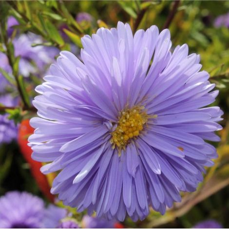 6x Aster novi-belgii 'Marie Ballard' - Aster d'automne - Pot 9x9 cm