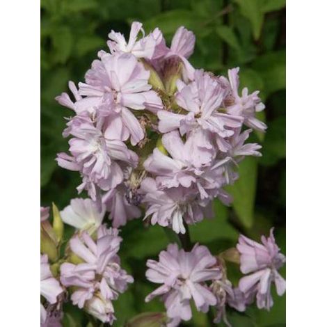 Saponaire officinale 'Rosea Plena' Godet de 8/9 cm