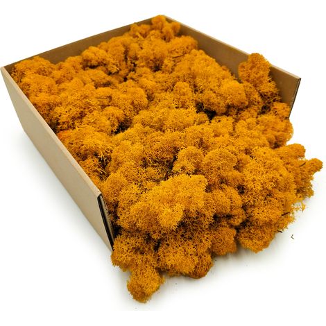 Muschio di renna - finlandese - pulito - giallo scuro - 50 g netti
