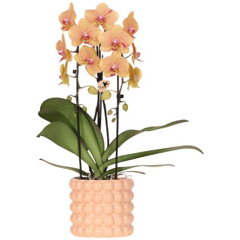 Orchidée Phalaenopsis Cascade Fleurs Jaunes avec Pot Décoratif Pêche - Plante Verte - Ø 12 cm - PANGIVO (1/5)