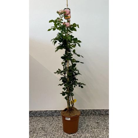 Gardenaria Rosa 'Giardina' - Rosa da giardino - Altezza: 180 cm (vaso 20)