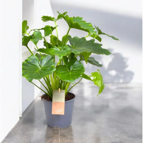 Gardenaria Philodendron bipinnatifidum 'Shangri-la' - Pianta da interno ornamentale - Altezza: 35 cm (vaso 14) (1/5)