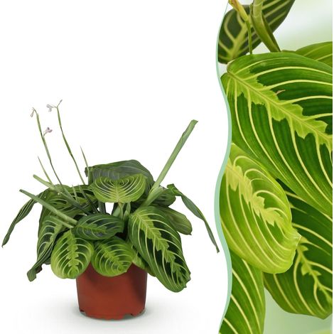 Maranta Fascinator Lemon Lime Plante d'intérieur Plante de prière Pot Ø 12 cm Hauteur 25 cm - PANGIVO (1/5)