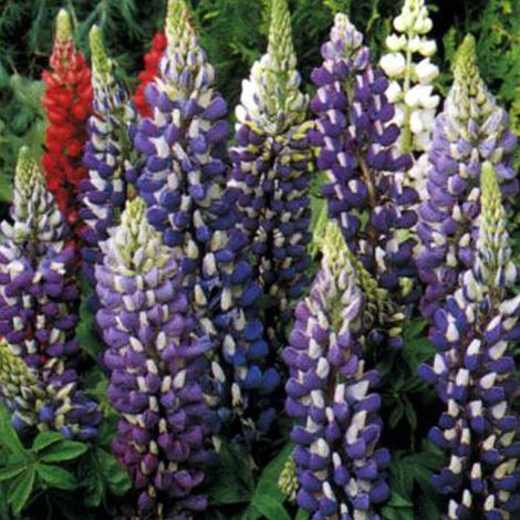 4 x Lupin  - Lupinus 'The Governor'  - godet 9x9 cm