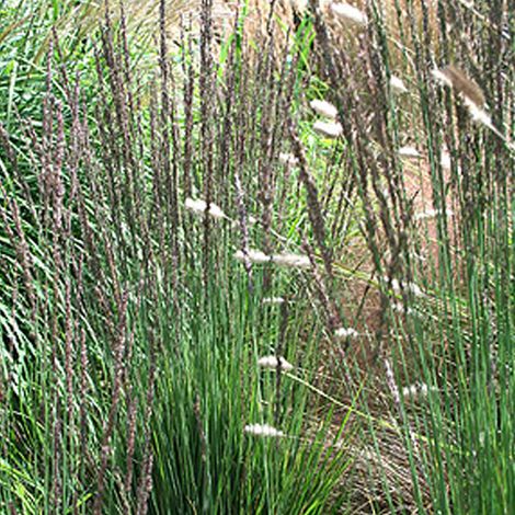 4 x Molinie  - Molinia caerulea 'Moorhexe'  - godet 9x9 cm