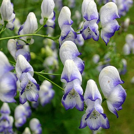 4 x Aconit  - Aconitum cammarum 'Bicolor'  - godet 9x9 cm
