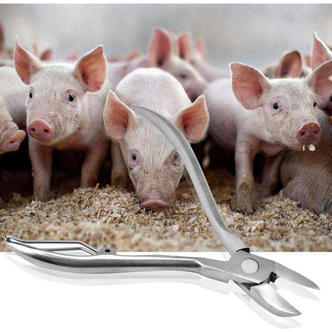 Tagliadenti per maialini – acciaio inossidabile – 12 cm – forbici da taglio – taglia denti