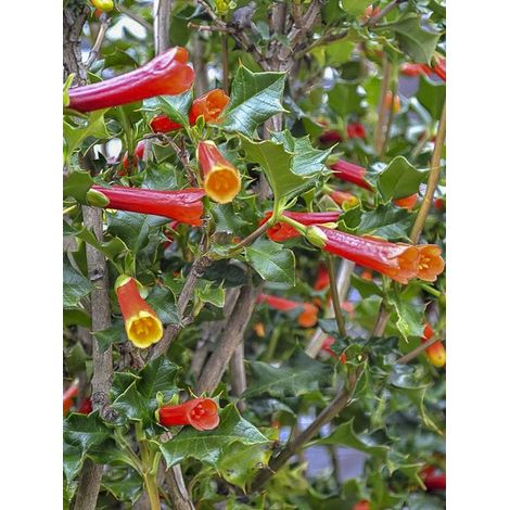 Houx chilien, Taique du Chili Pot de 3L/4L (1/4)