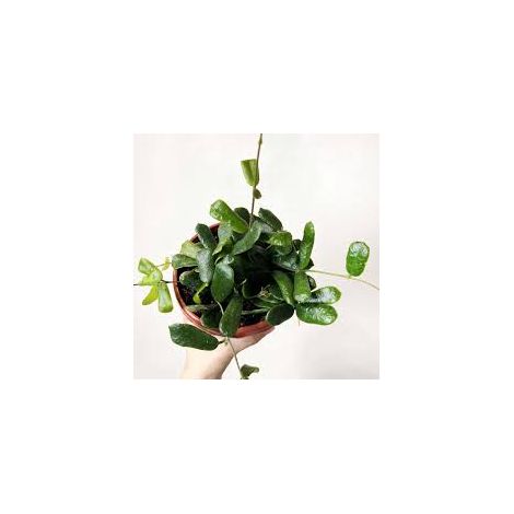 Hoya Overing Rotundiflora Plante Tropicale de Collection Pot 12 cm