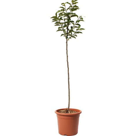 Pianta Caco Tipo - Albero di Cachi - Piante Vere da Frutto - Vaso Ø 24 cm (1/3)