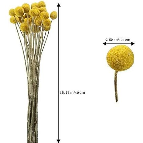 GROOFOO 40 Stiele natürlich getrocknete Blumen, getrocknete Craspedia-Blüten, Billy Button Balls Bouquet für Weihnachten, Hochzeit, Winter, Heimdekoration