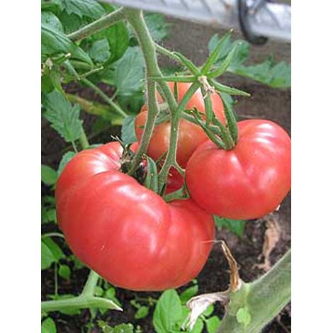 Tomate 'Rose de Berne' le sachet de 50 graines (0,2g)