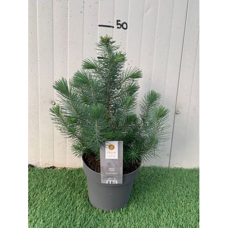 Pianta di Pinus Pinea Silver Crest Pino domestico h 45cm foto reali