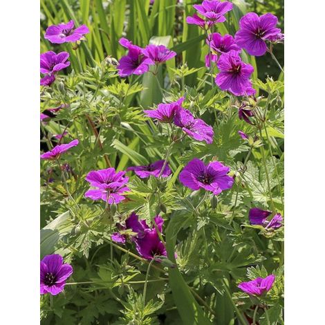 Géranium vivace psilostemon 'JS Ma Tu Vu' Godet de 8/9 cm (1/3)