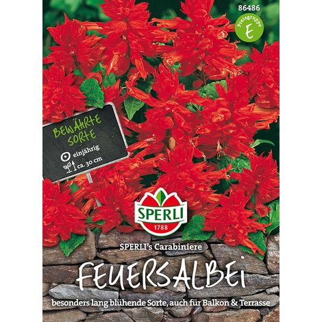 Sperli Feuersalbei Carabiniere - Blumensamen (1/4)