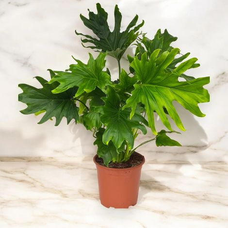 Gardenaria Philodendron 'Lickety Split' - Pianta da interno ornamentale - Altezza: 45 cm (vaso 19) (1/5)