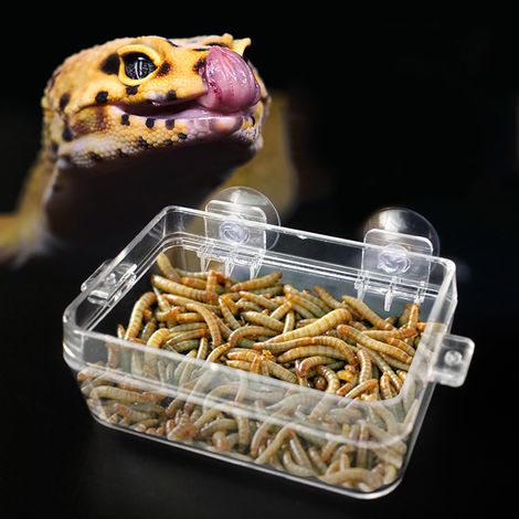 Abreuvoir anti-fugue pour amphibiens et reptiles, mangeoire pour vers, bassine pour tortues et lézards rampants (1/5)