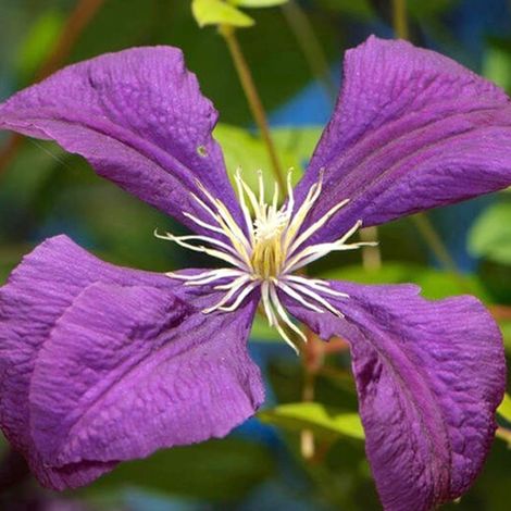 Clématite  - Clematis 'Jackmanii'  - 50-60 cm pot