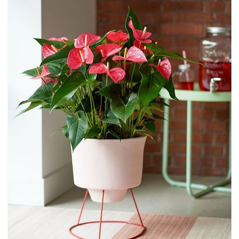ANTHURIUM MAINE ROSA IN VASO 17CM (1/2)