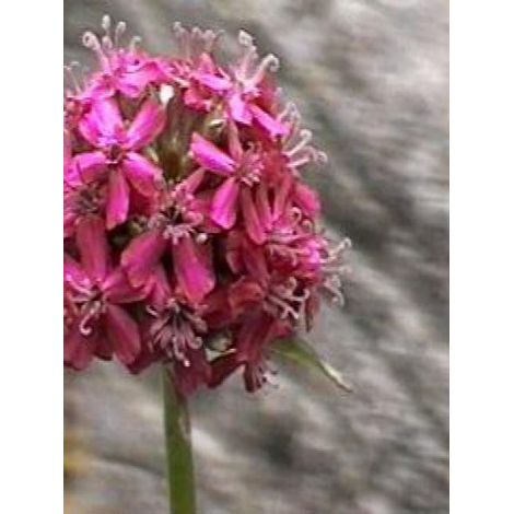 Lychnis viscaria 'Splendens' Godet de 8/9 cm (1/2)