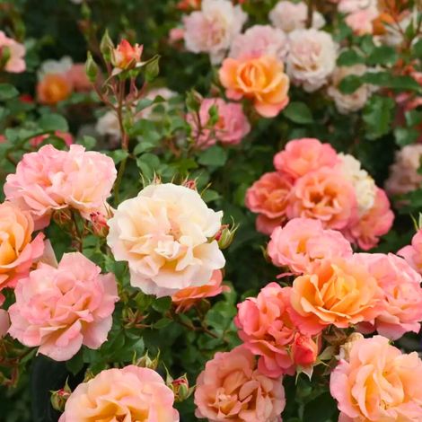 Gardenaria Rosa paesaggistica 'Cubana' - Rosa da giardino - Altezza: 30/35 cm (vaso19) (1/5)
