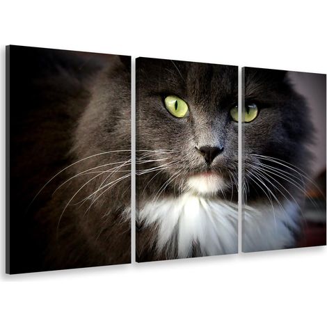 Tableau triptyque animaux joli chat domestique aux poils longs - 90x60 cm (1/5)