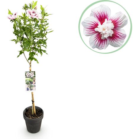 Hibiscus syriacus  - Plante sur Tige pour Terrasse et Jardin - 90 cm - Pot 19 cm - PANGIVO (1/5)