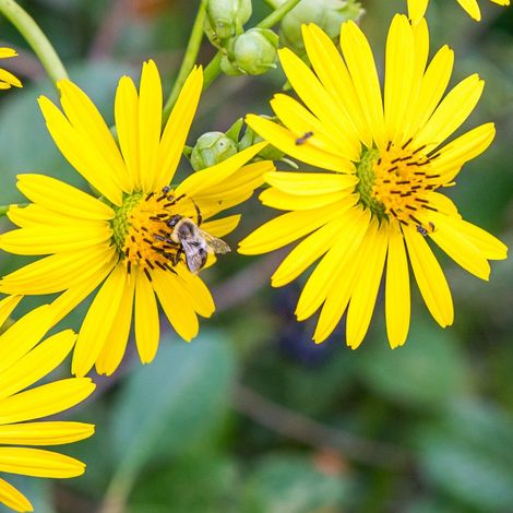 4 x Silphium perfoliatum - godet 9x9 cm (1/5)