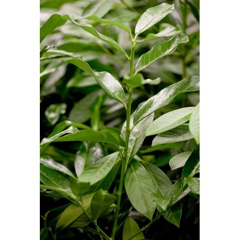 Lorbeerkirsche 'Genolia'® Prunus laurocerasus 'Genolia' -R- C 7,5 60- 80